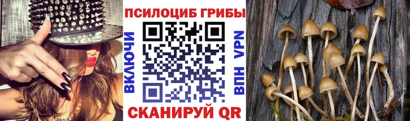 Купить  Мурманск  Галлюциногенные грибы Psilocybe 